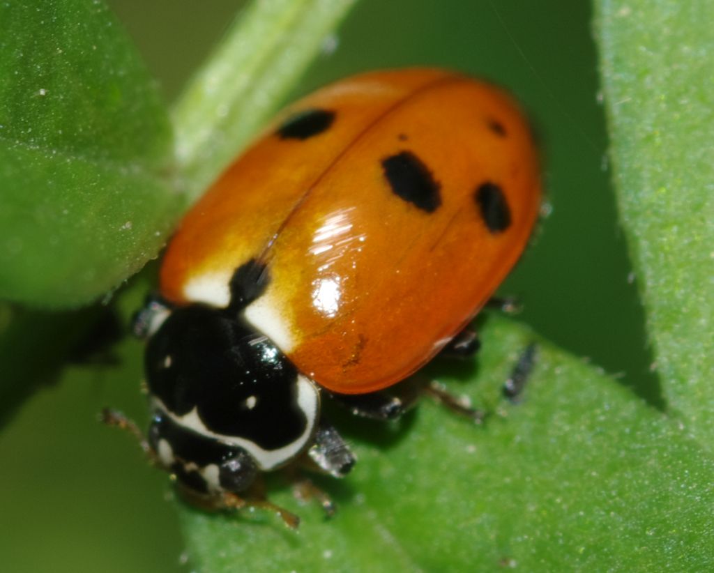 Coccinella - Hippodamia variegata